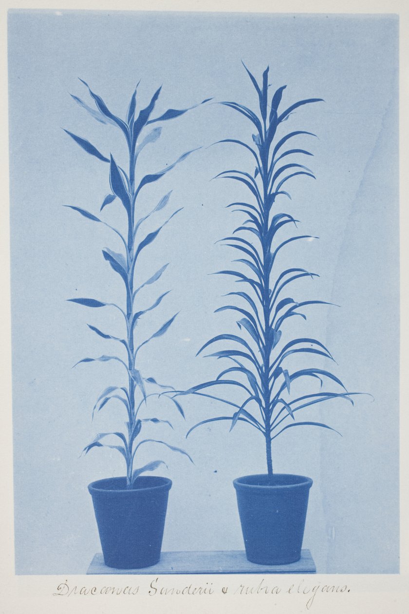 Draconas Sunderii et rubia elogans, sent 1800-tidigt 1900-tal (cyanotyp på krämvävt papper) av Frederick K. Coulson