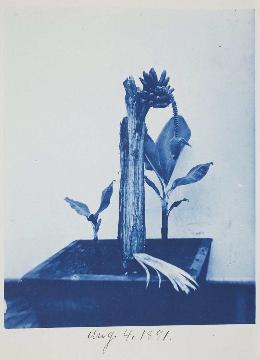 Namnlös, 4 augusti av Frederick K. Coulson