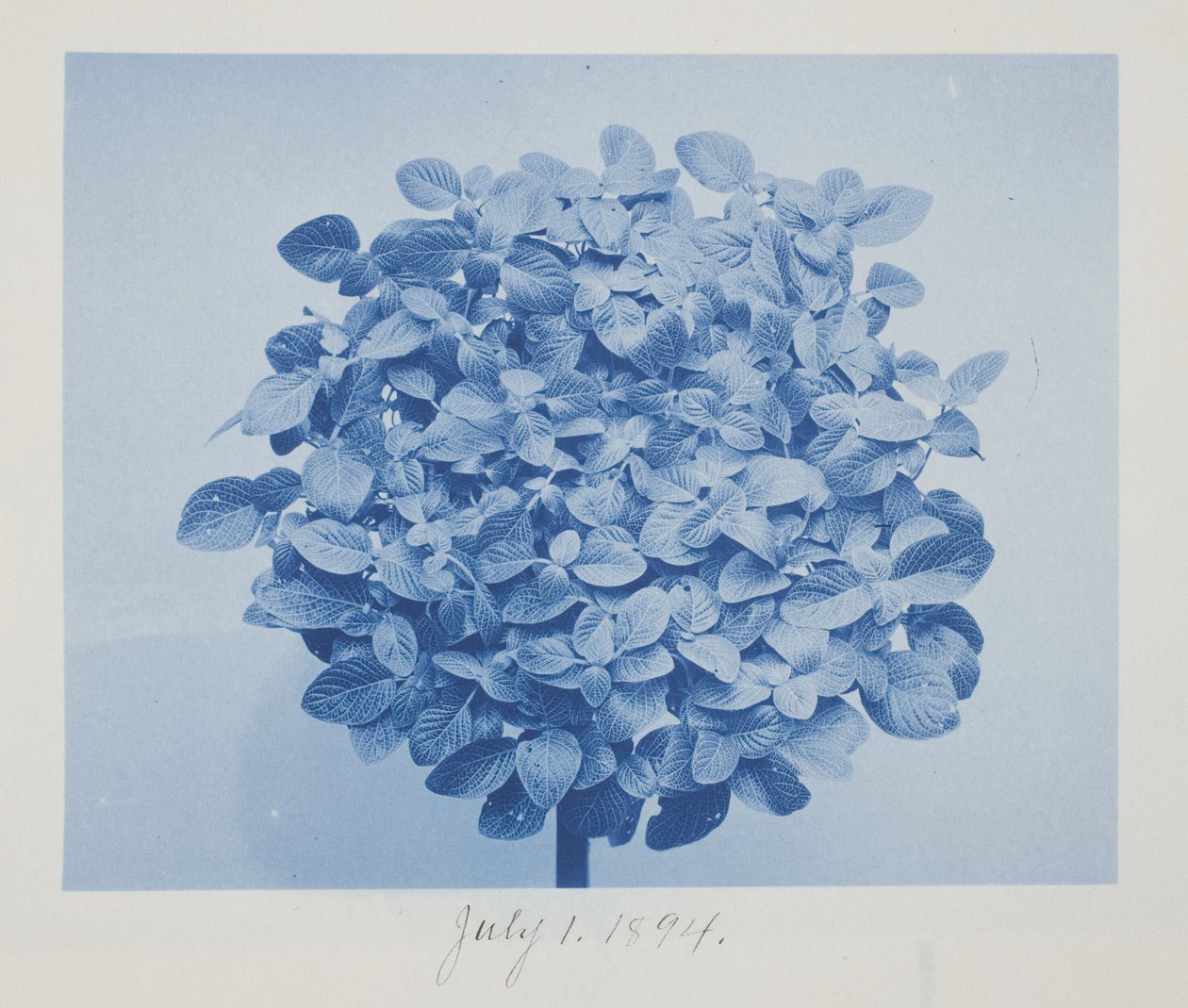 Utan titel, 1 juli av Frederick K. Coulson