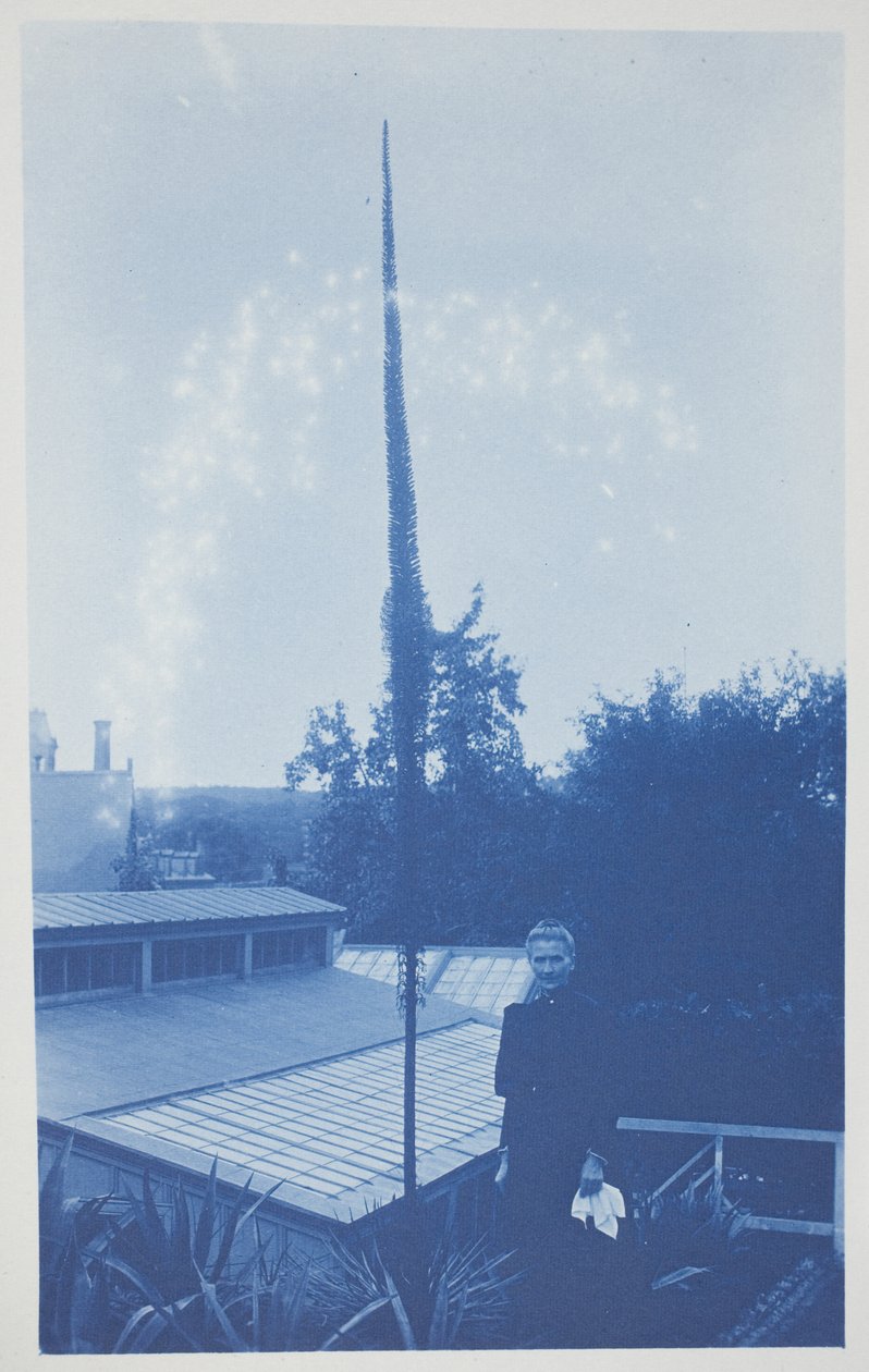 Utan titel, sent 1800-tidigt 1900-tal (cyanotyp på krämvävt papper) av Frederick K. Coulson