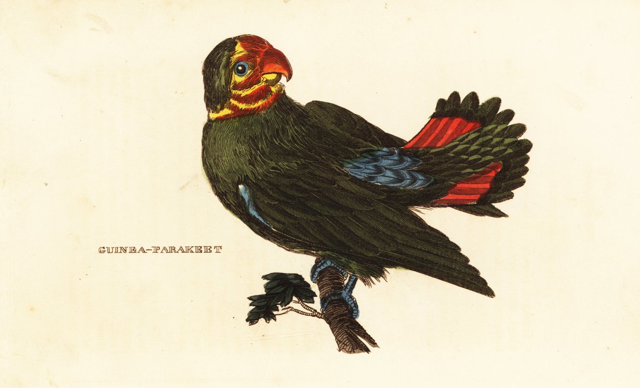 Rödhårig dvärgpapefågel, Agapornis pullarius av Frederick Polydor (after) Nodder