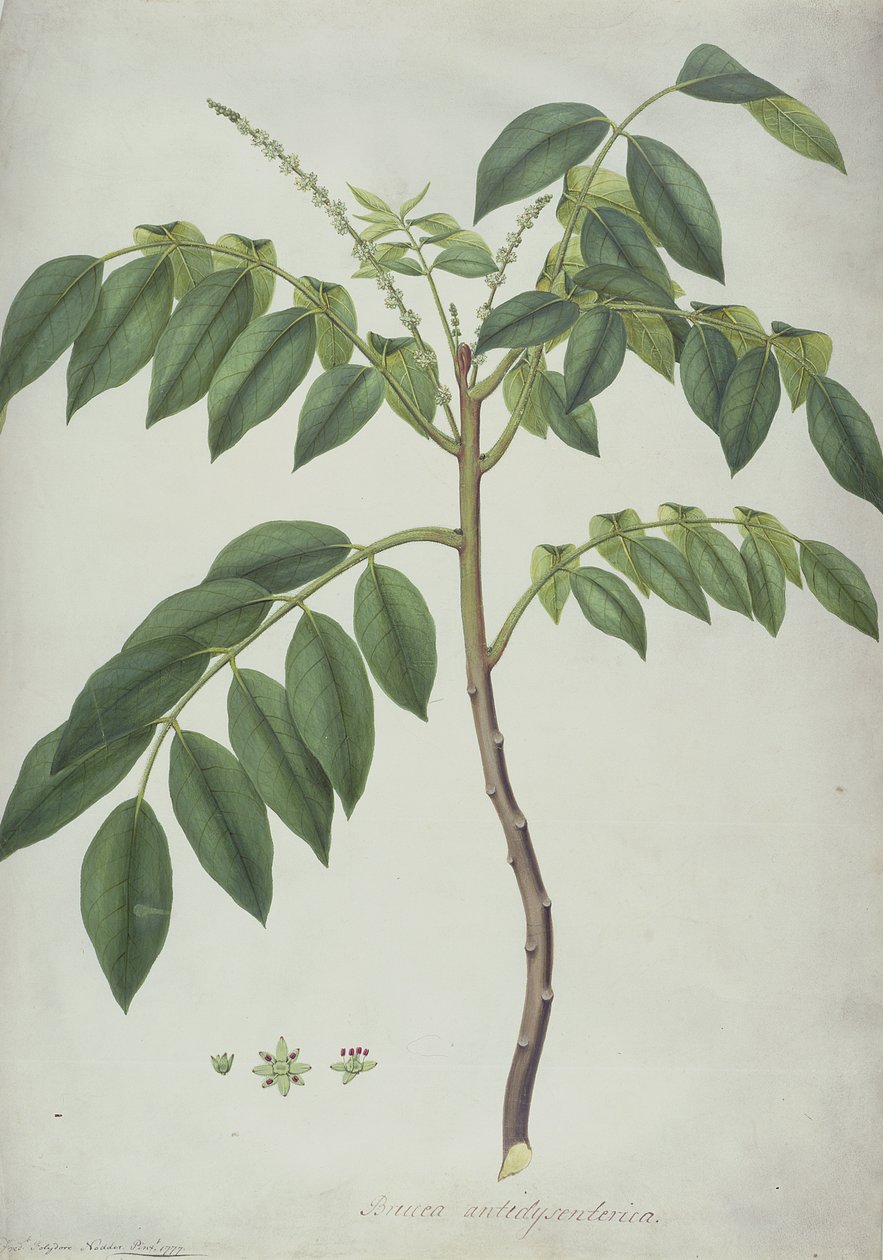 Brucea Antidysenterica, 1777 (wc och f.Kr. över grafit på veläng) av Frederick Polydor Nodder