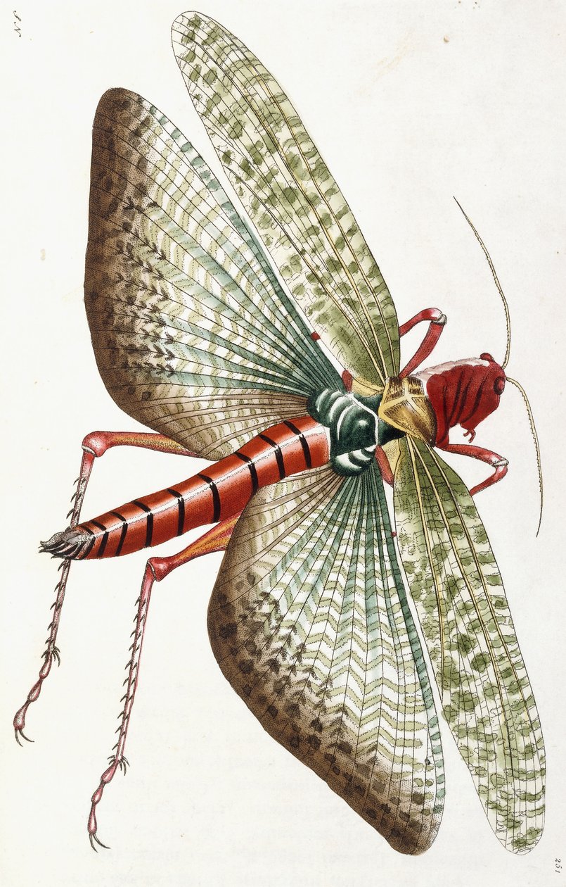 Egyptisk gräshoppa, 1790 av Frederick Polydor Nodder