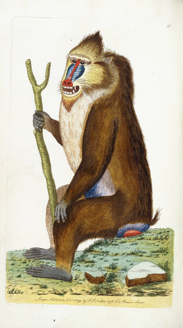 Brokig babian eller mandrill Mandrillus sfinx av Frederick Polydor Nodder