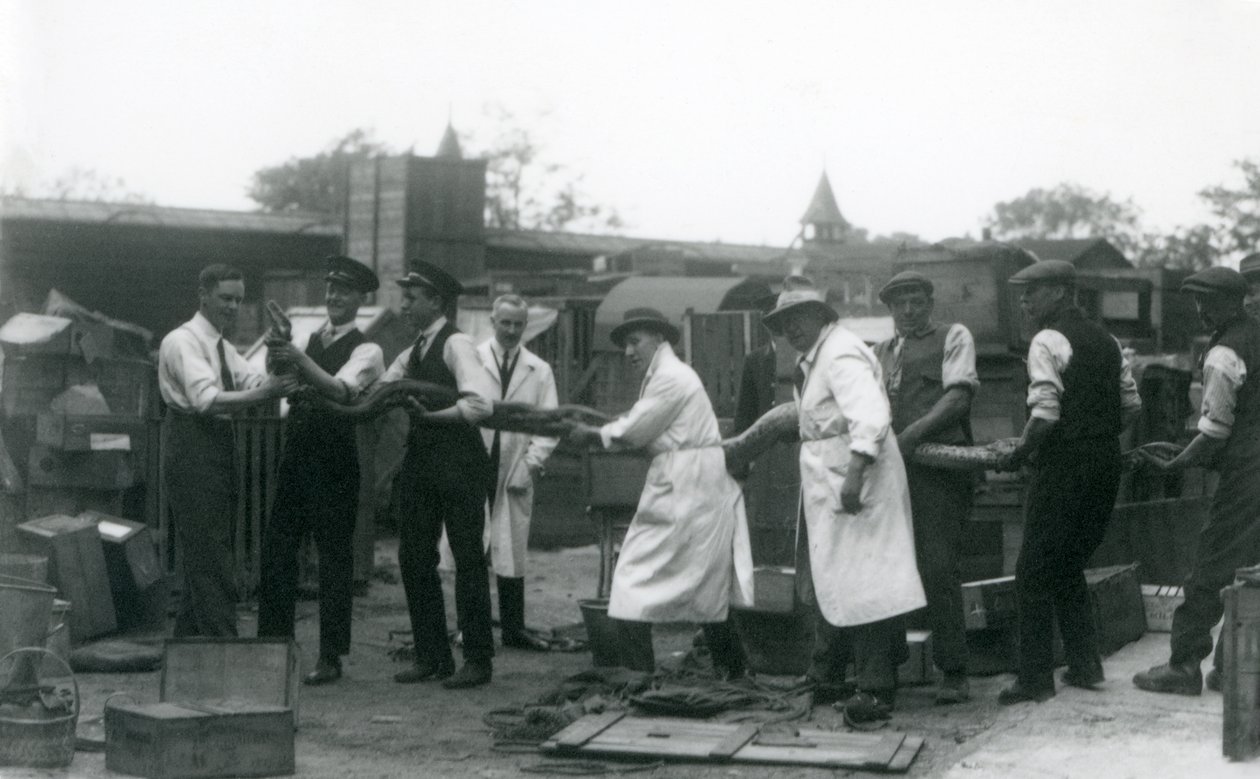 En 20 fot lång Python som bärs av elva medlemmar av Zoological Societys personal, London Zoo, juni 1925 av Frederick William Bond