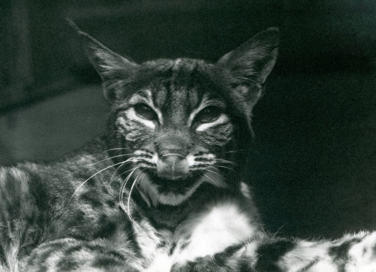 En Baby Lynx Bobcat slickar sina läppar, London Zoo, juni 1925 av Frederick William Bond