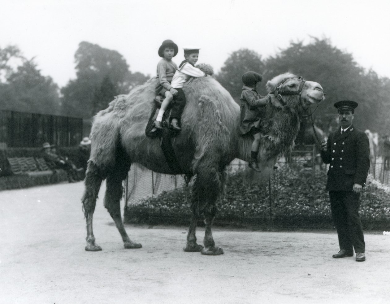 En Bactrian Camel-tur med målvakten Harry Warwick på London Zoo, juni 1924 av Frederick William Bond