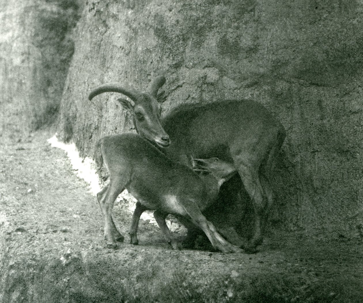 Ett Barbary-får AoudadWaddanAruiArruis matar sitt lamm på Mappin Terraces, London Zoo, augusti 1927 av Frederick William Bond