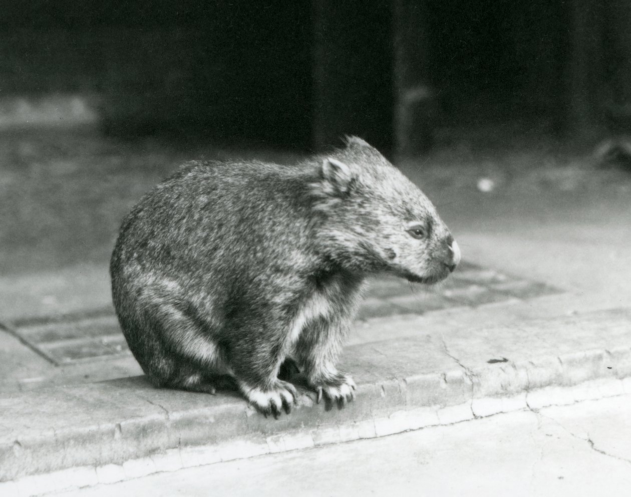En barnosig/vanlig/grovhårig wombat som sitter på marken på London Zoo 1929 (s/v foto) av Frederick William Bond