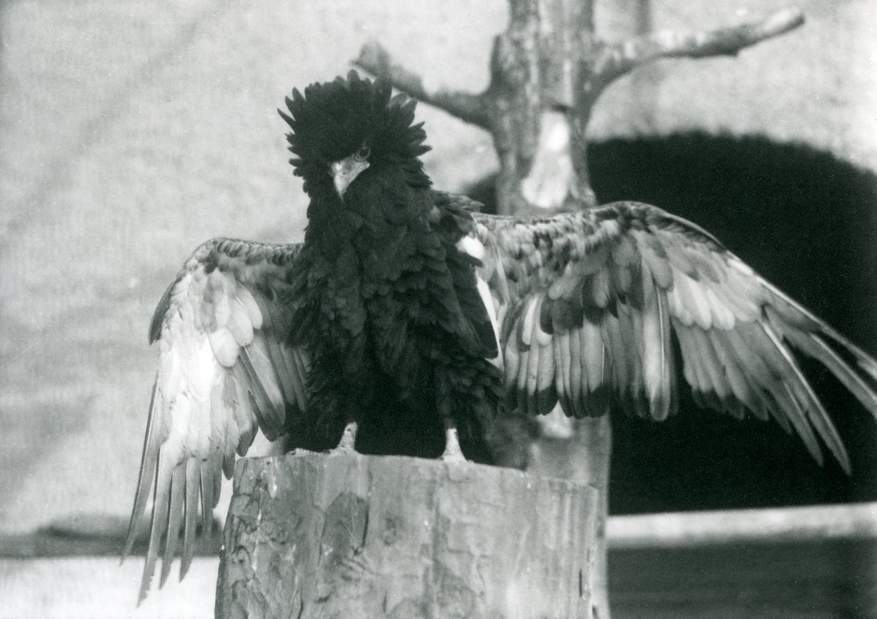 En Bateleur Eagle står på en stubbe och sprider sina vingar, London Zoo, 1925 av Frederick William Bond
