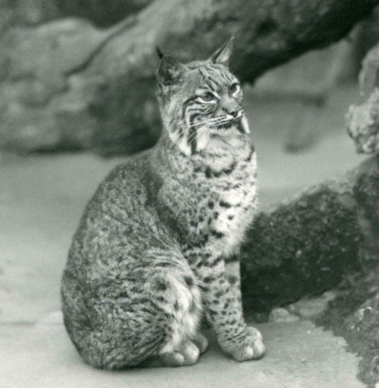 En Bay Lynx eller Bobcat sitter uppe på London Zoo, mars 1927 av Frederick William Bond