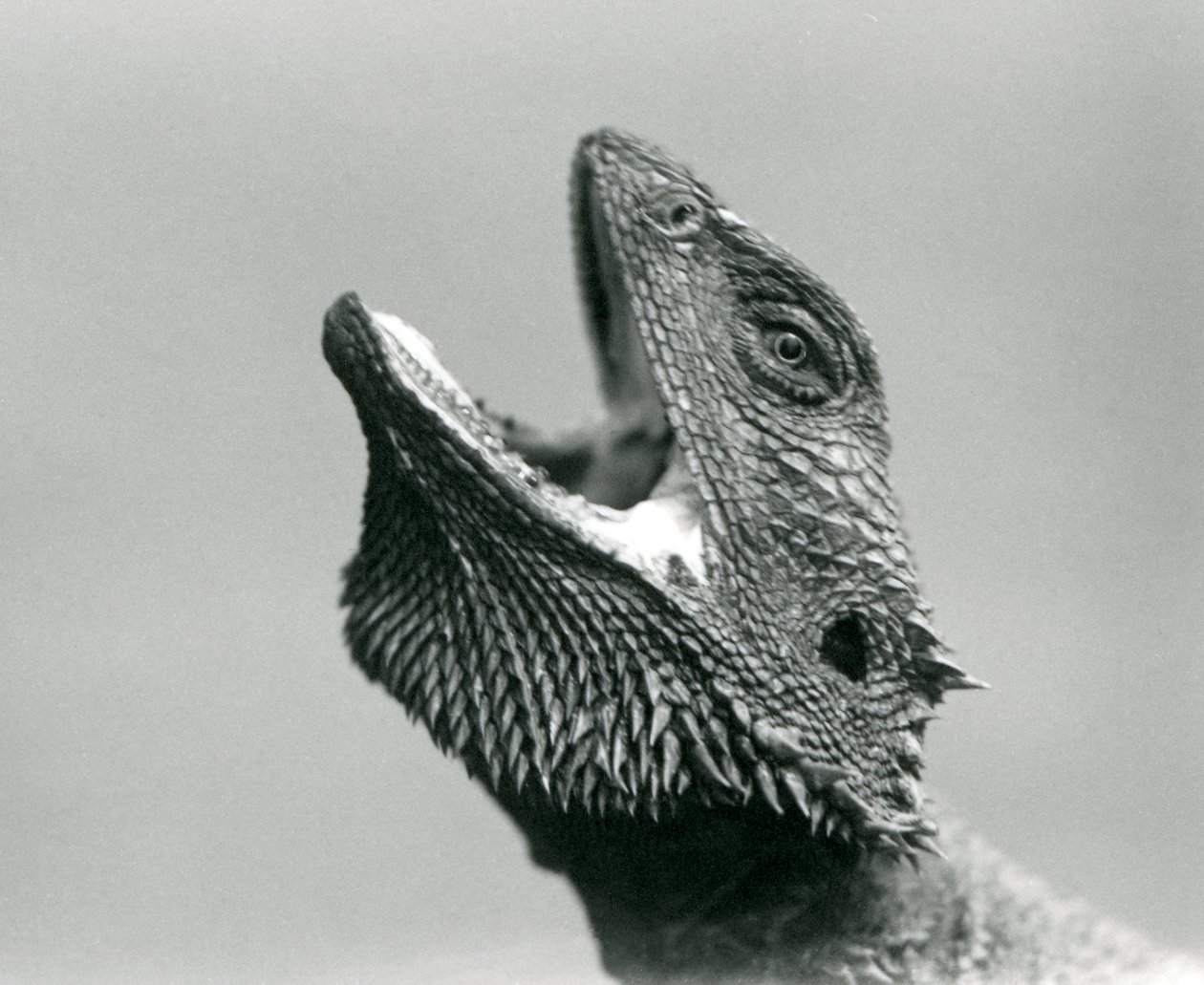 En skäggig drake tittar uppåt och gapar, London Zoo, augusti 1928 (s/v foto) av Frederick William Bond