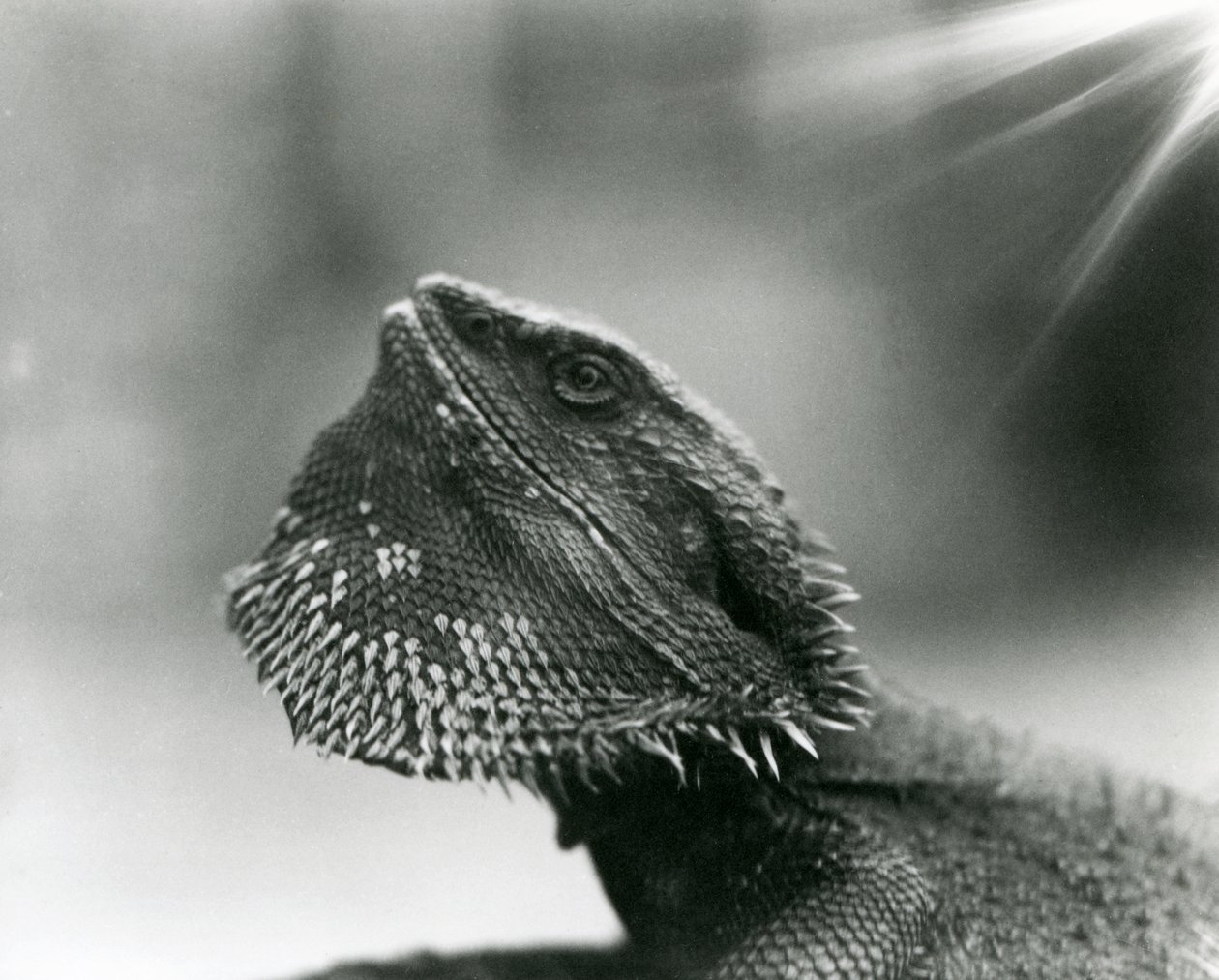 En skäggödla tittar upp på London Zoo 1930 (s/v foto) av Frederick William Bond
