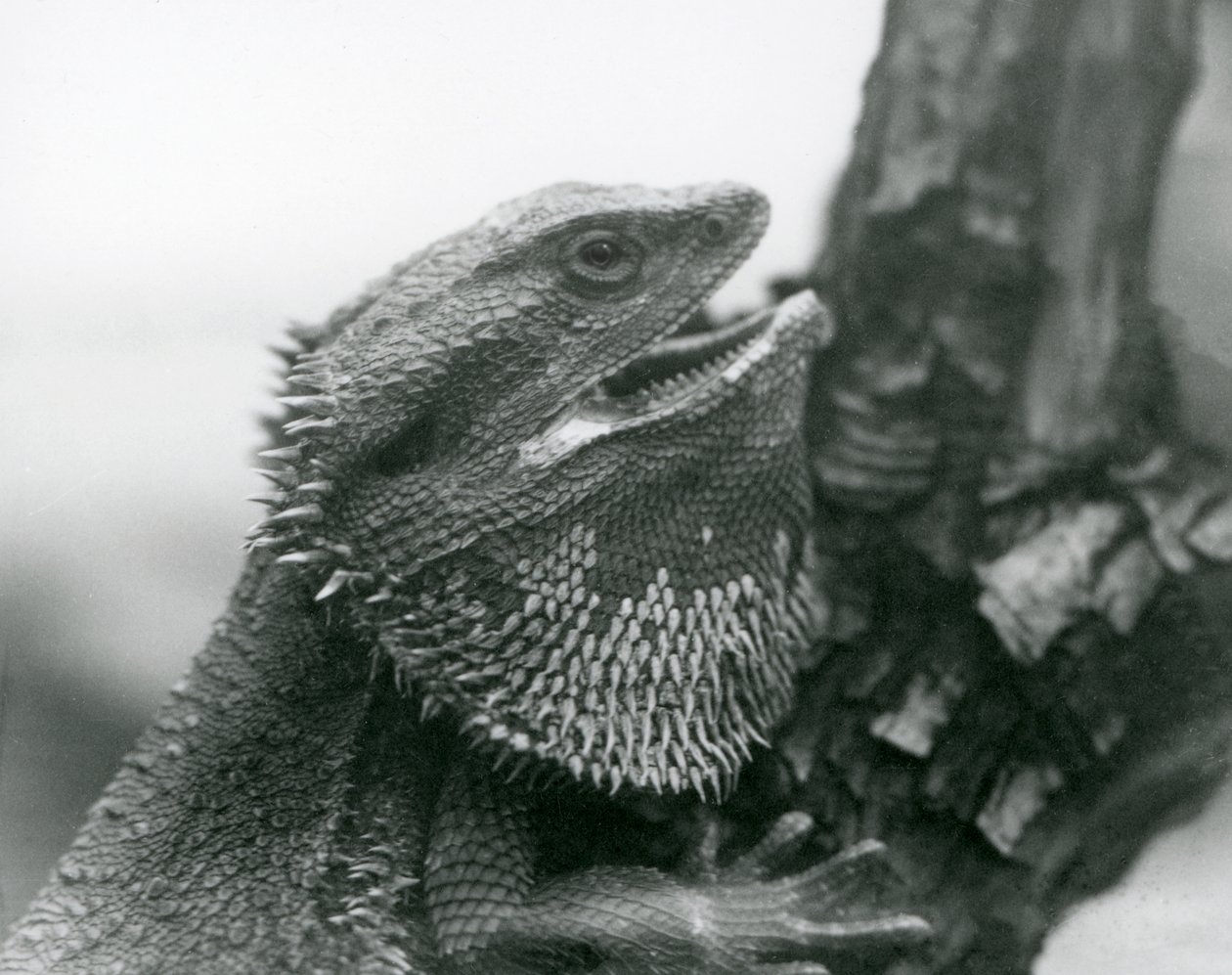En skäggödla med öppen mun, håller fast vid en gren, London Zoo av Frederick William Bond