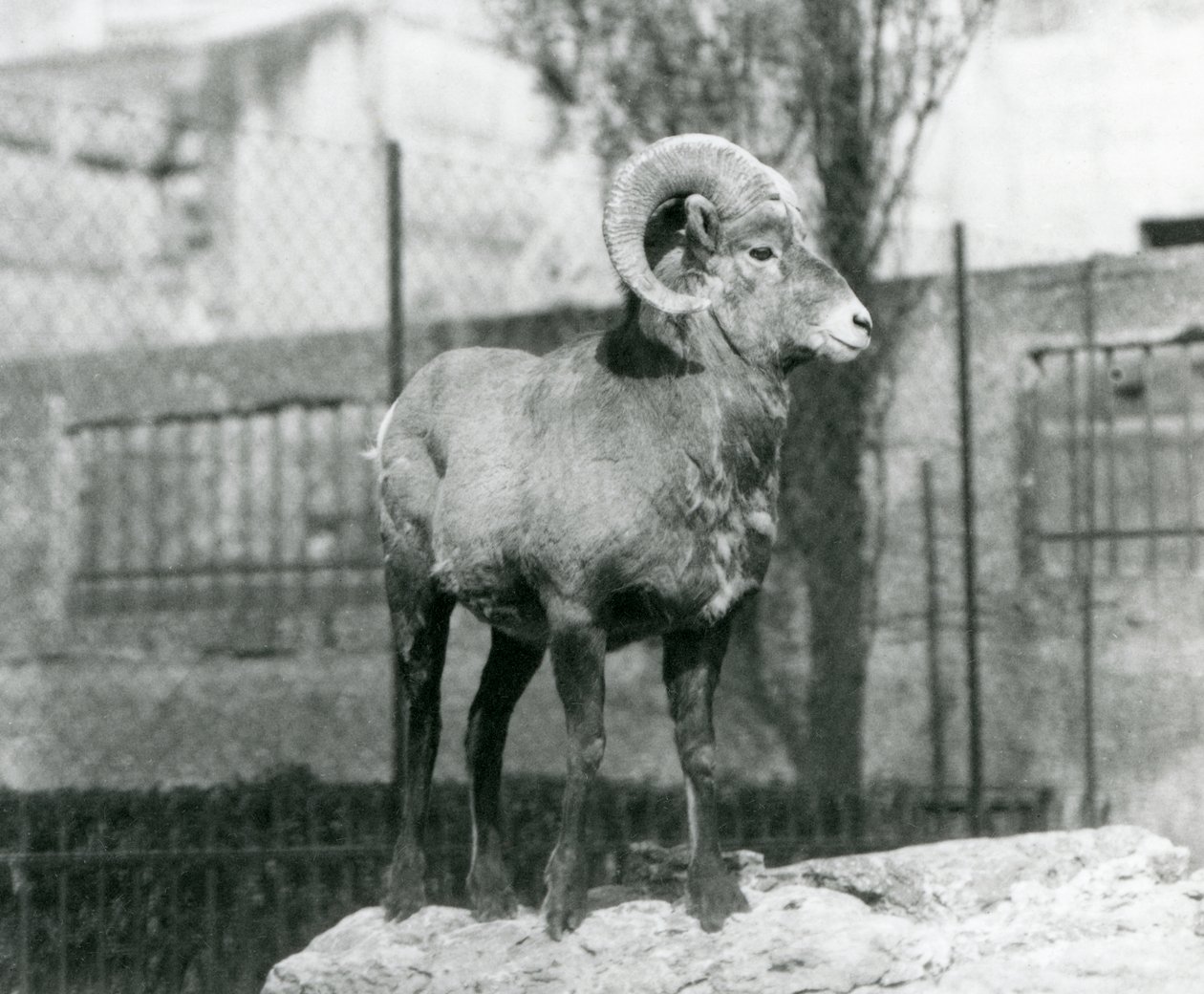 En bagge från Bighorn Sheep som står på en klippa och tittar ut över sitt inhägnad vid foten av Mappin Terraces, London Zoo. 1931 (s/v foto) av Frederick William Bond