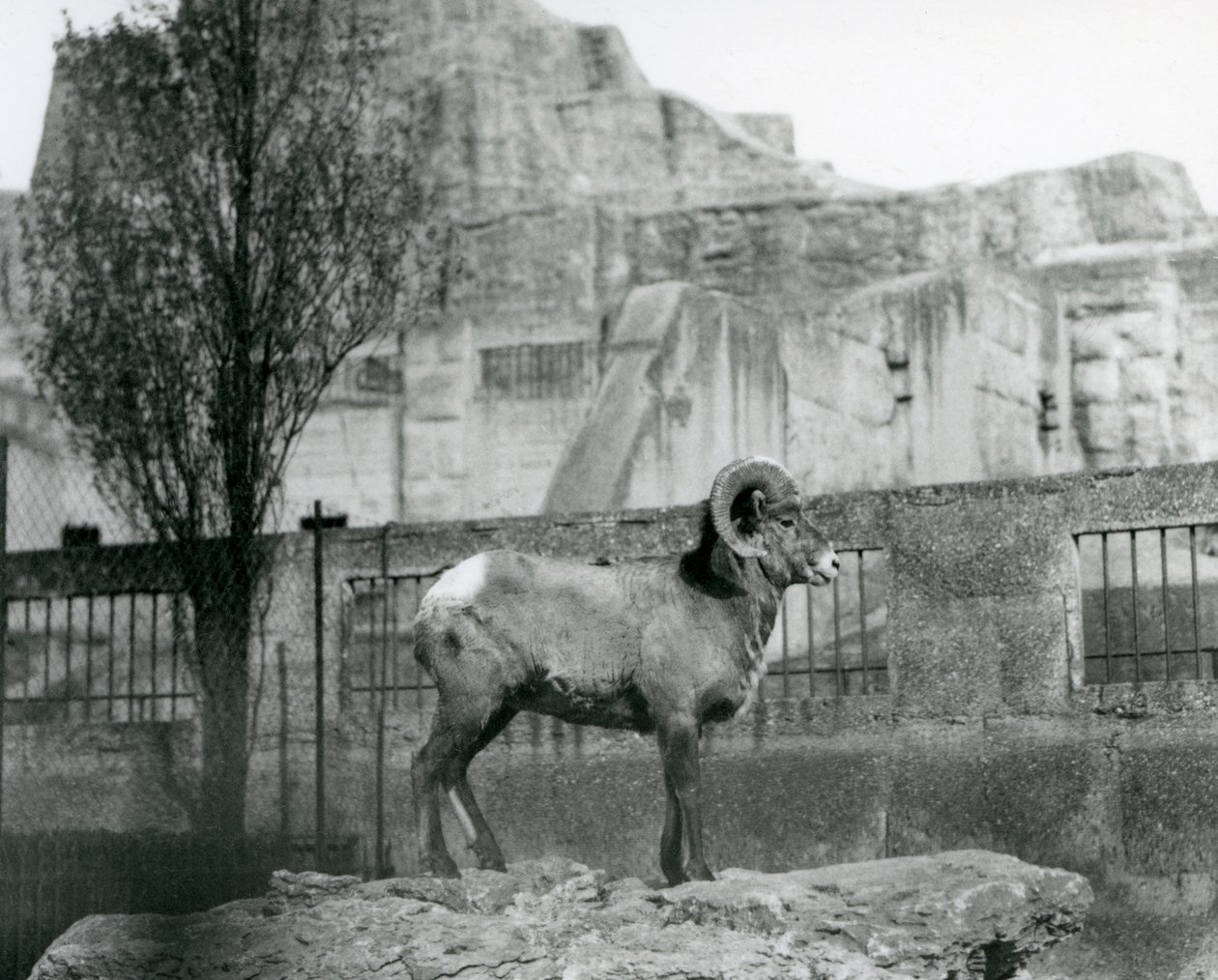 En bagge från Bighorn Sheep som står på en klippa och tittar ut över sitt inhägnad vid foten av Mappin Terraces, London Zoo. 1931 (s/v foto) av Frederick William Bond