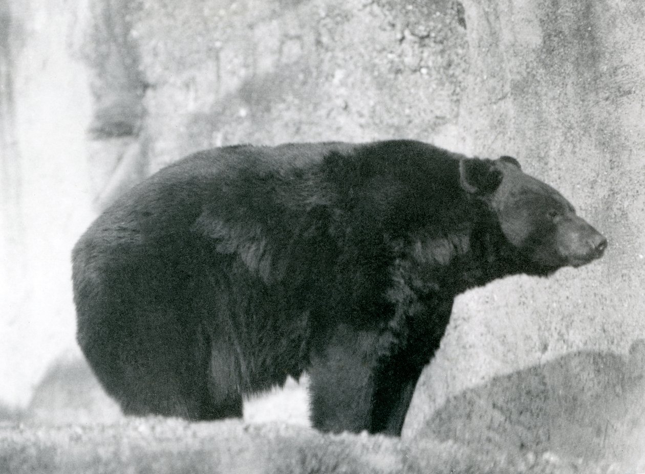 En svart björn som står i sin inhägnad, på Mappin Terraces, på London Zoo 1924 av Frederick William Bond