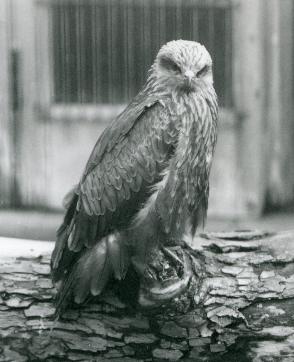 En svart drake vilande på en stock, London Zoo, augusti 1926 (s/v foto) av Frederick William Bond