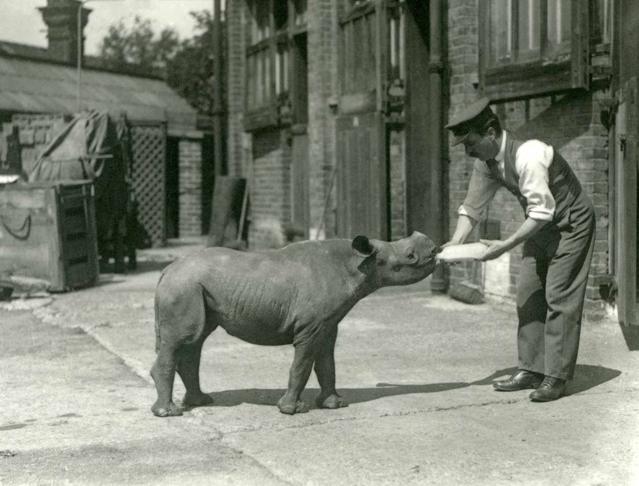 En kalv av svart noshörning som matas på flaska av sin djurhållare, London Zoo, september 1928 av Frederick William Bond