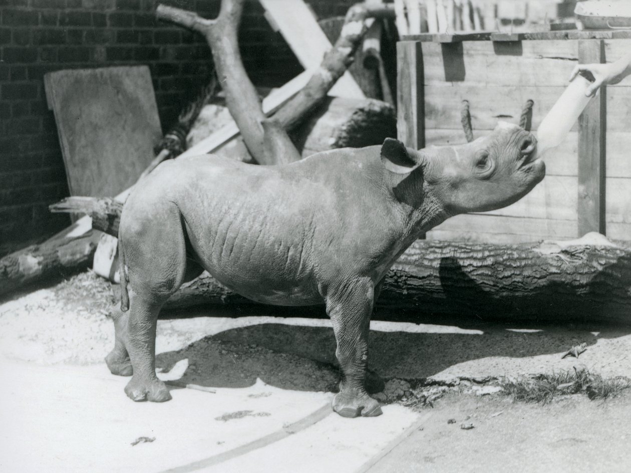 En kalv av svart noshörning som matas på flaska av sin djurhållare, London Zoo, september 1928 av Frederick William Bond