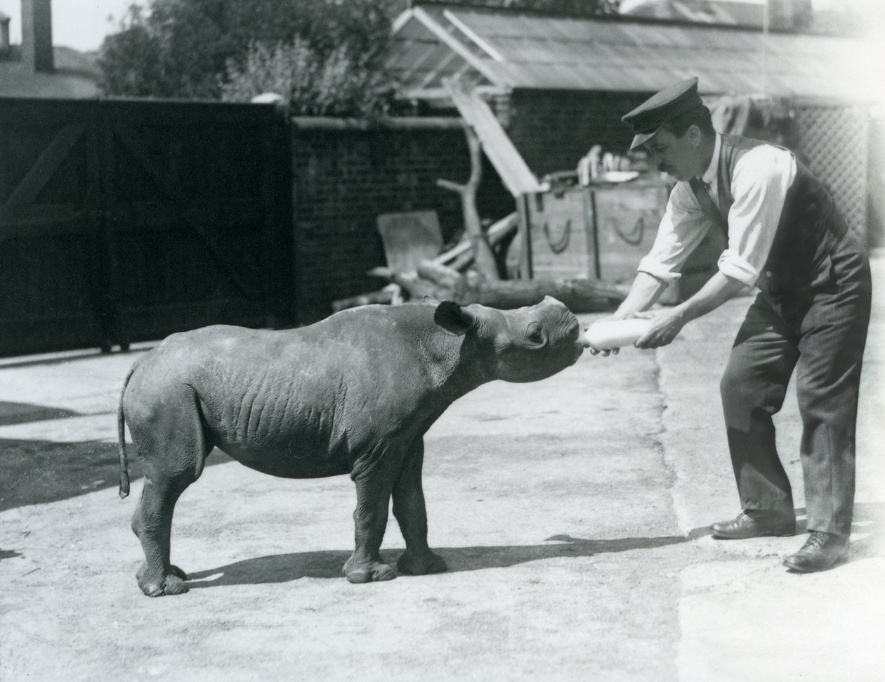 En kalv av svart noshörning som matas på flaska av sin djurhållare, London Zoo, september 1928 av Frederick William Bond