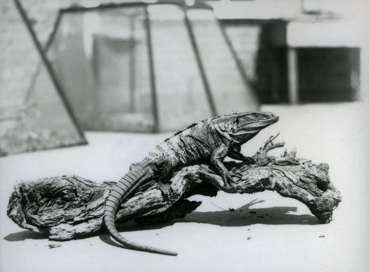 En svart taggsvanslig leguan som vilar på en stock på London Zoo i augusti 1928 (s/v foto) av Frederick William Bond