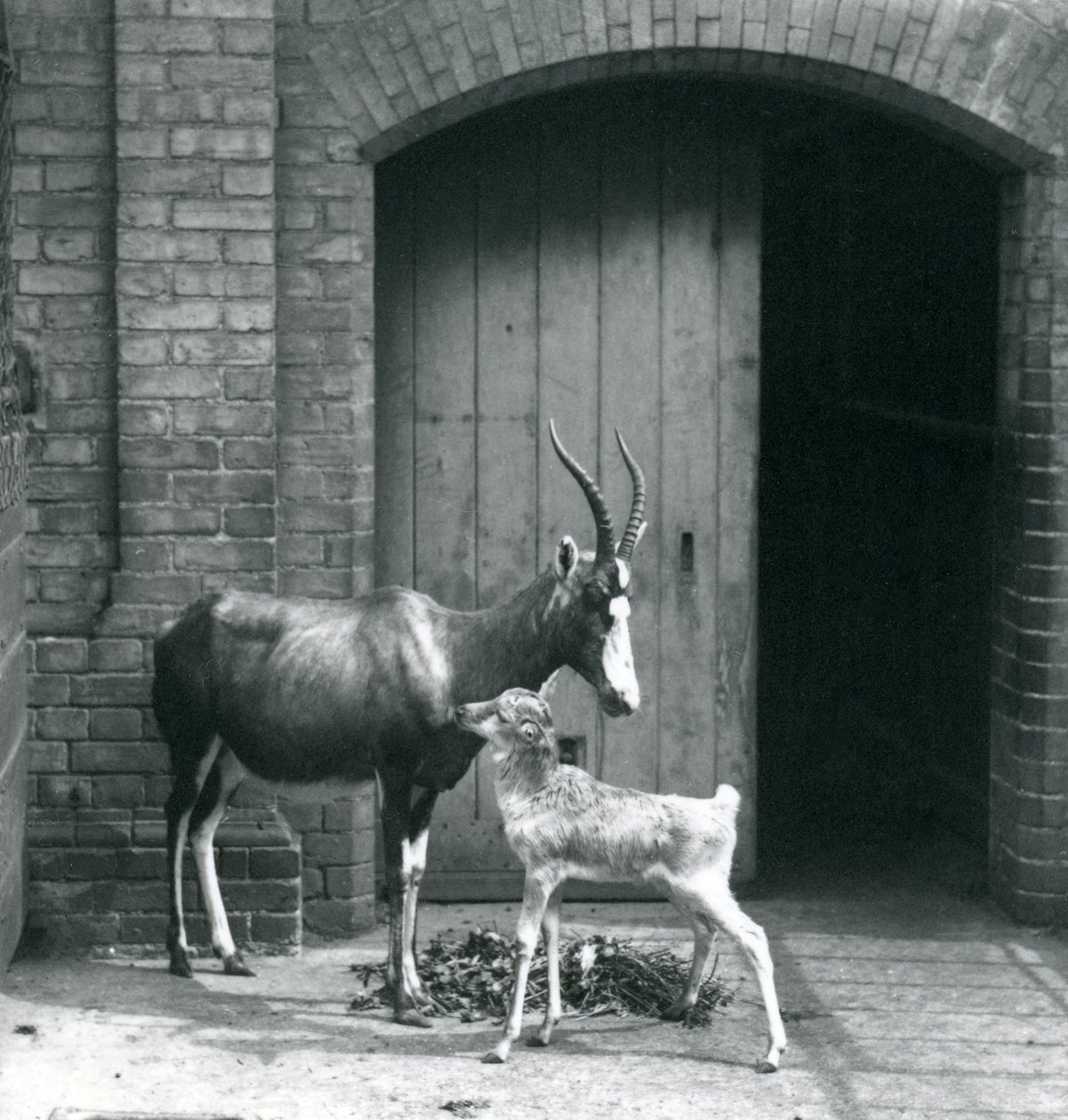 En blesbokkalv med sin mamma på London Zoo, juni 1914 av Frederick William Bond