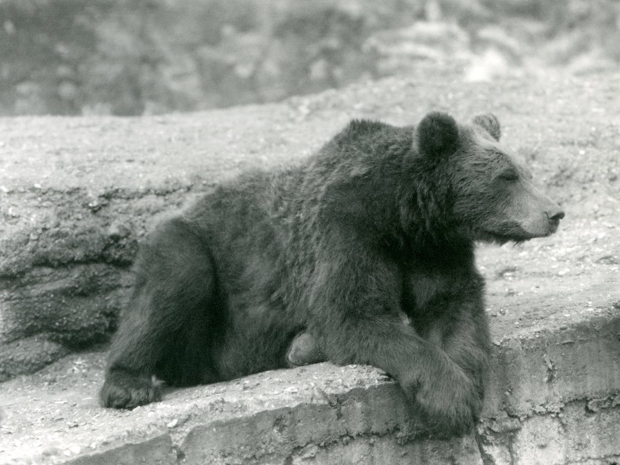 En brunbjörn vilar på en avsats på London Zoo 1924 av Frederick William Bond