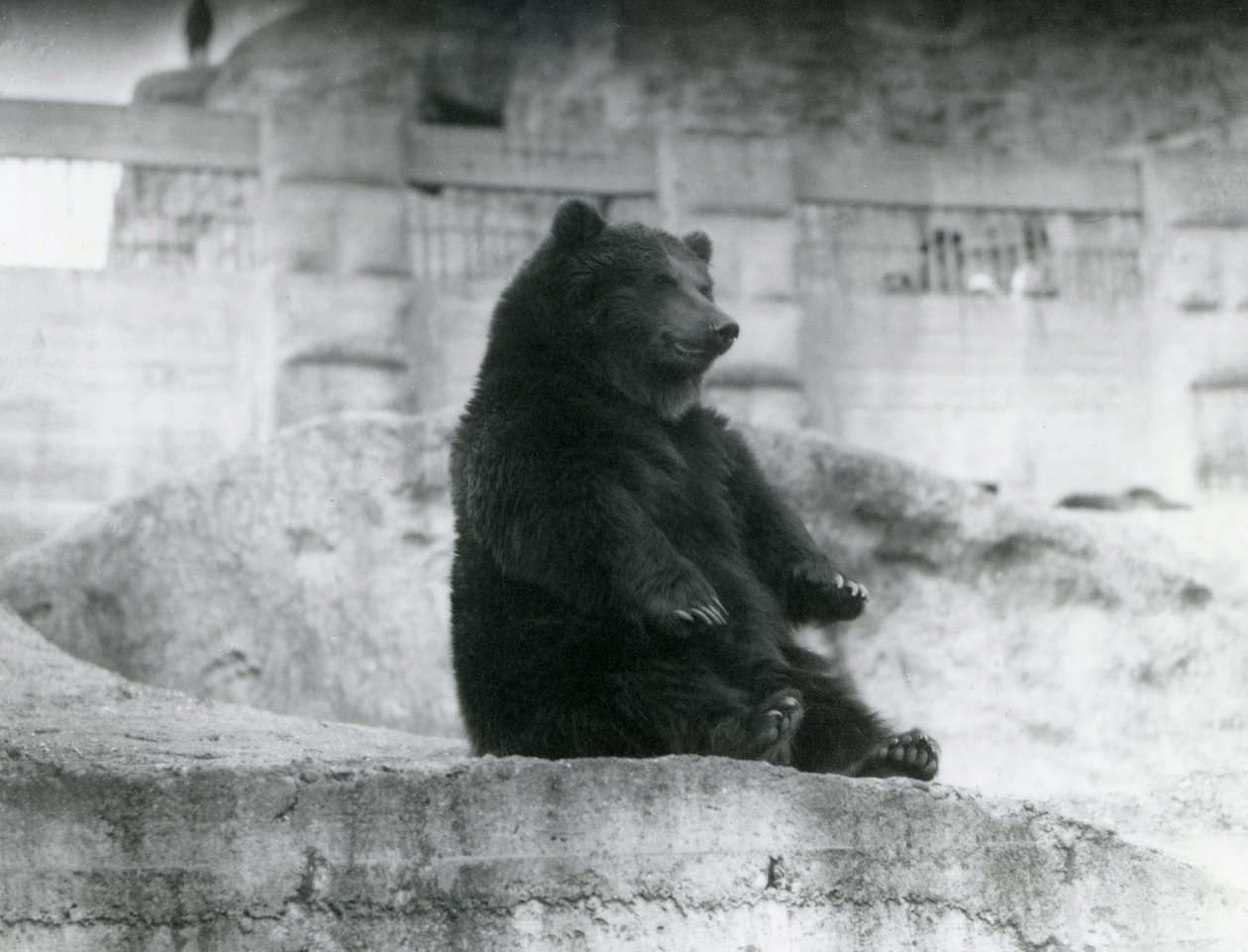 En brunbjörn som sitter uppe i sitt inhägnad vid foten av Mappin Terraces på London Zoo, september 1921 av Frederick William Bond