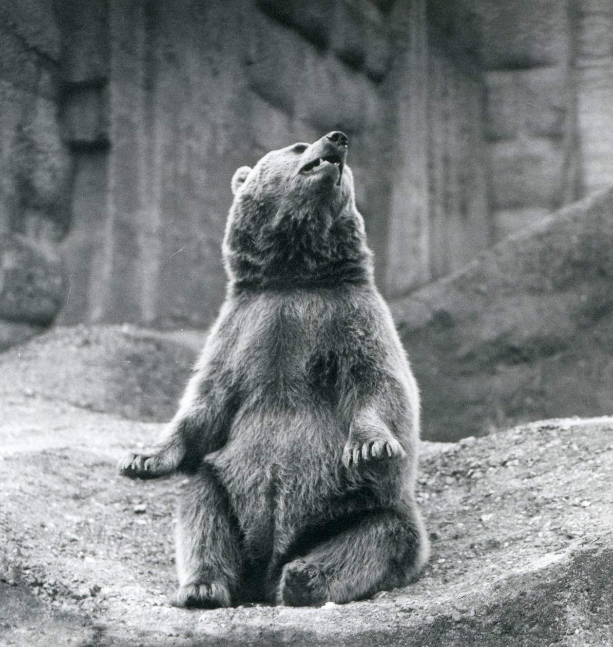En brunbjörn som sitter uppe på en klippavsats på London Zoo i september 1927 av Frederick William Bond