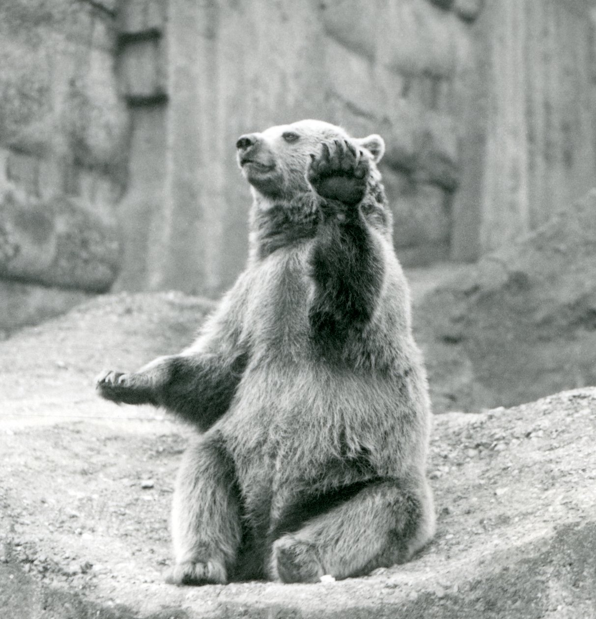En brunbjörn som sitter upp på en stenig avsats och viftar med en av sina framtassar, London Zoo, september 1927 av Frederick William Bond