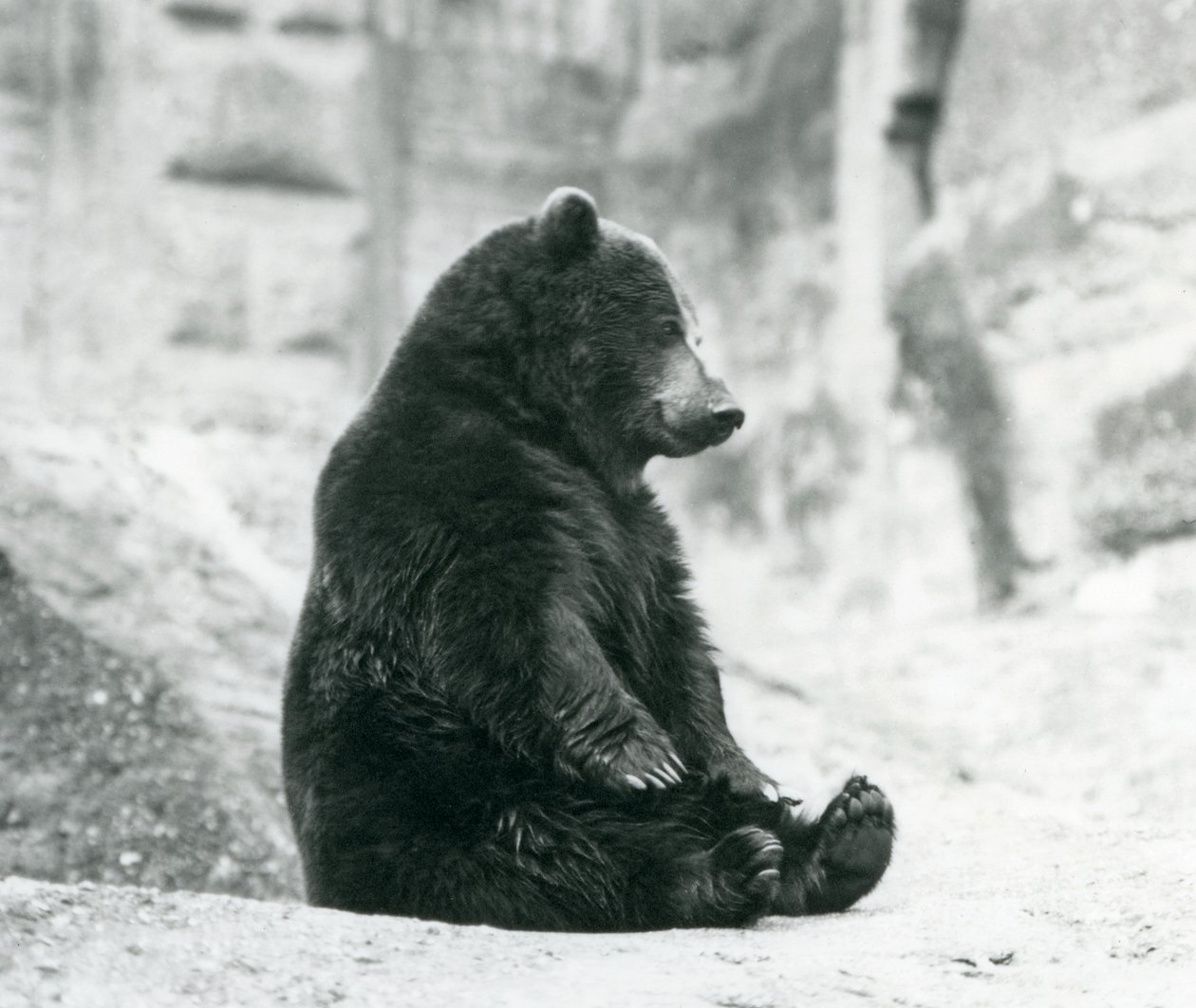 En brunbjörn som sitter uppe på klipporna vid Mappin Terraces, London Zoo, juni 1928 av Frederick William Bond