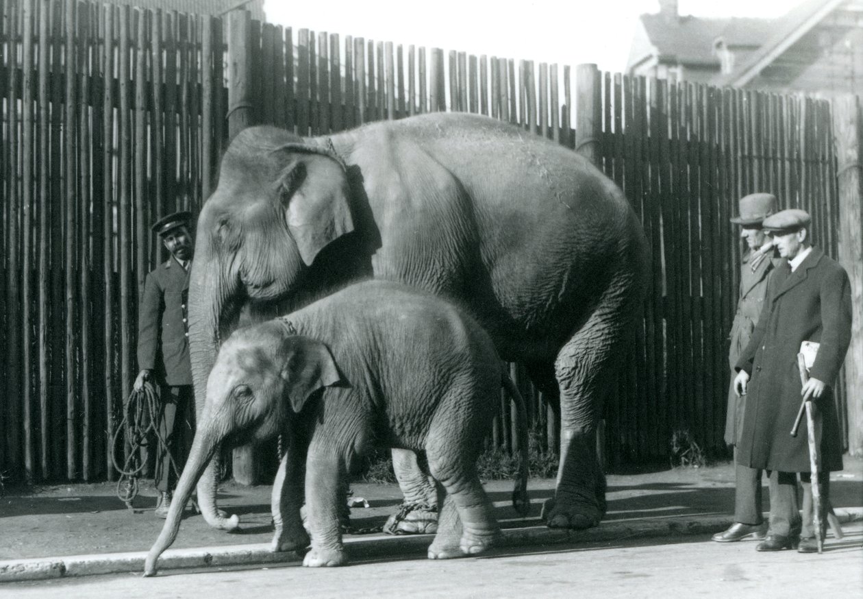 En burmesisk elefant och hennes kalv tas med på en promenad av sin djurhållare, medan två andra män tittar på av Frederick William Bond