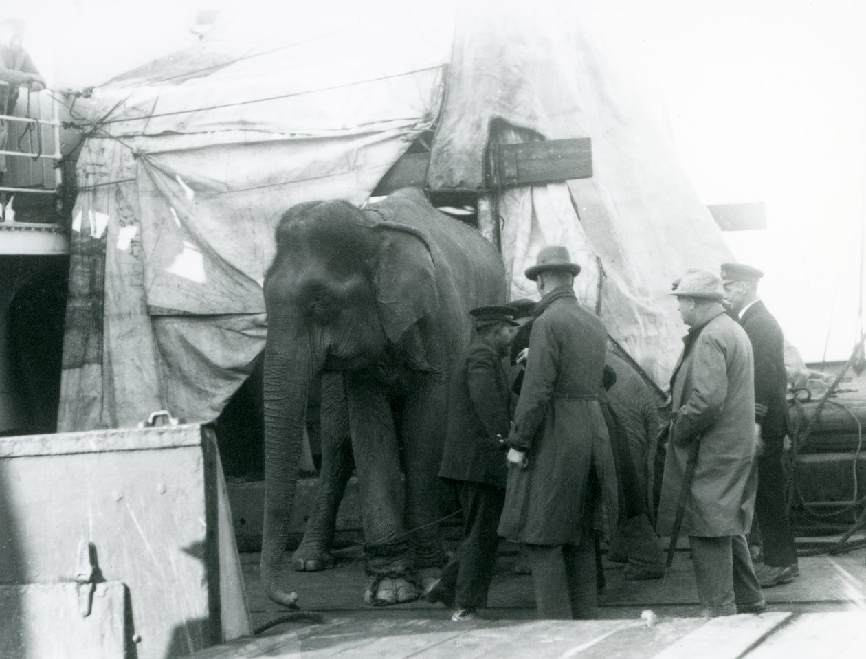 En burmesisk elefant skyddad delvis under en presenning på däck, med en tränare och fyra andra män, på väg till London Zoo 1927 (s/v foto) av Frederick William Bond