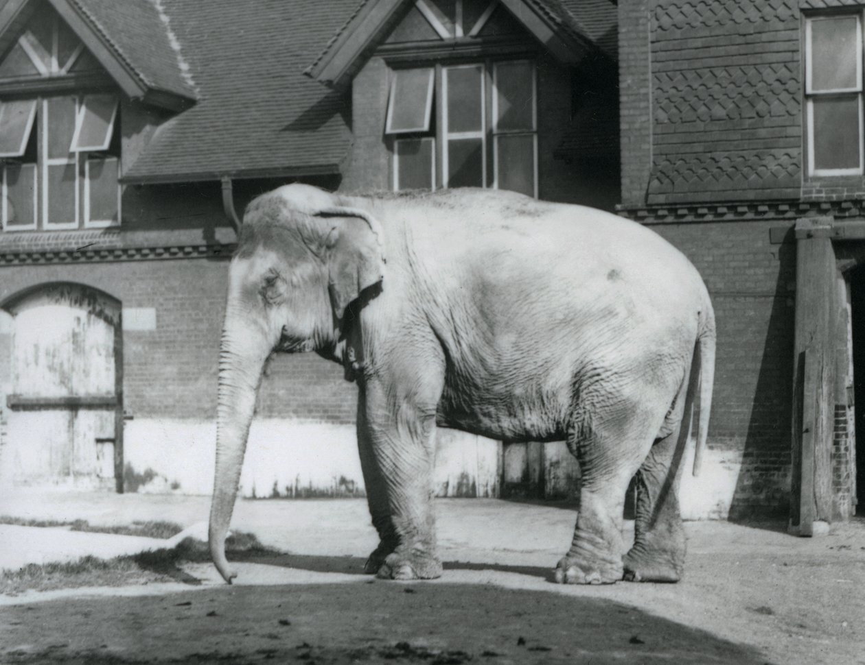 En burmesisk elefant som står utanför Elephant House, London Zoo av Frederick William Bond