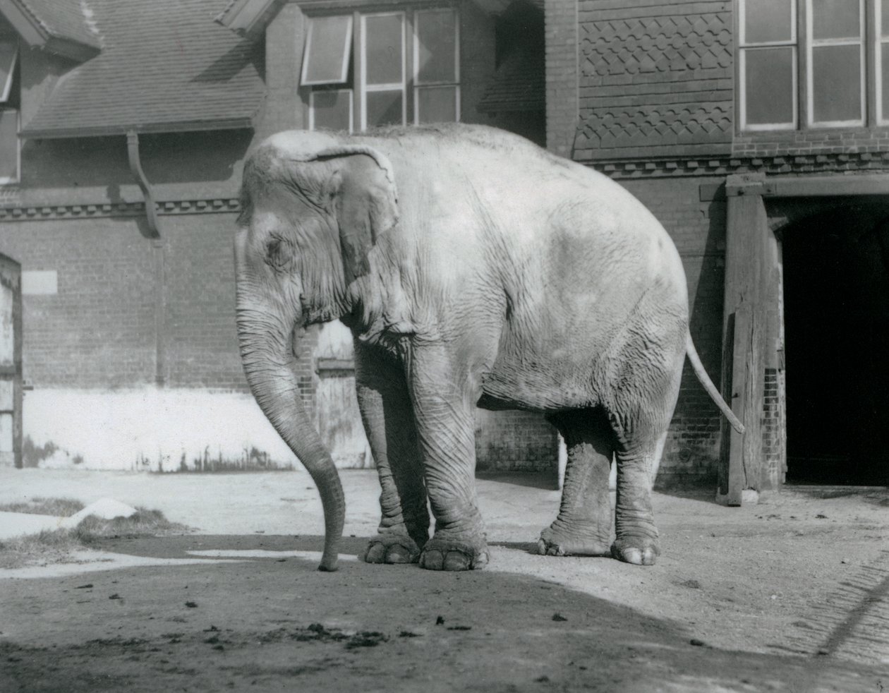 En burmesisk elefant som står utanför Elephant House på London Zoo 1929 (s/v foto) av Frederick William Bond