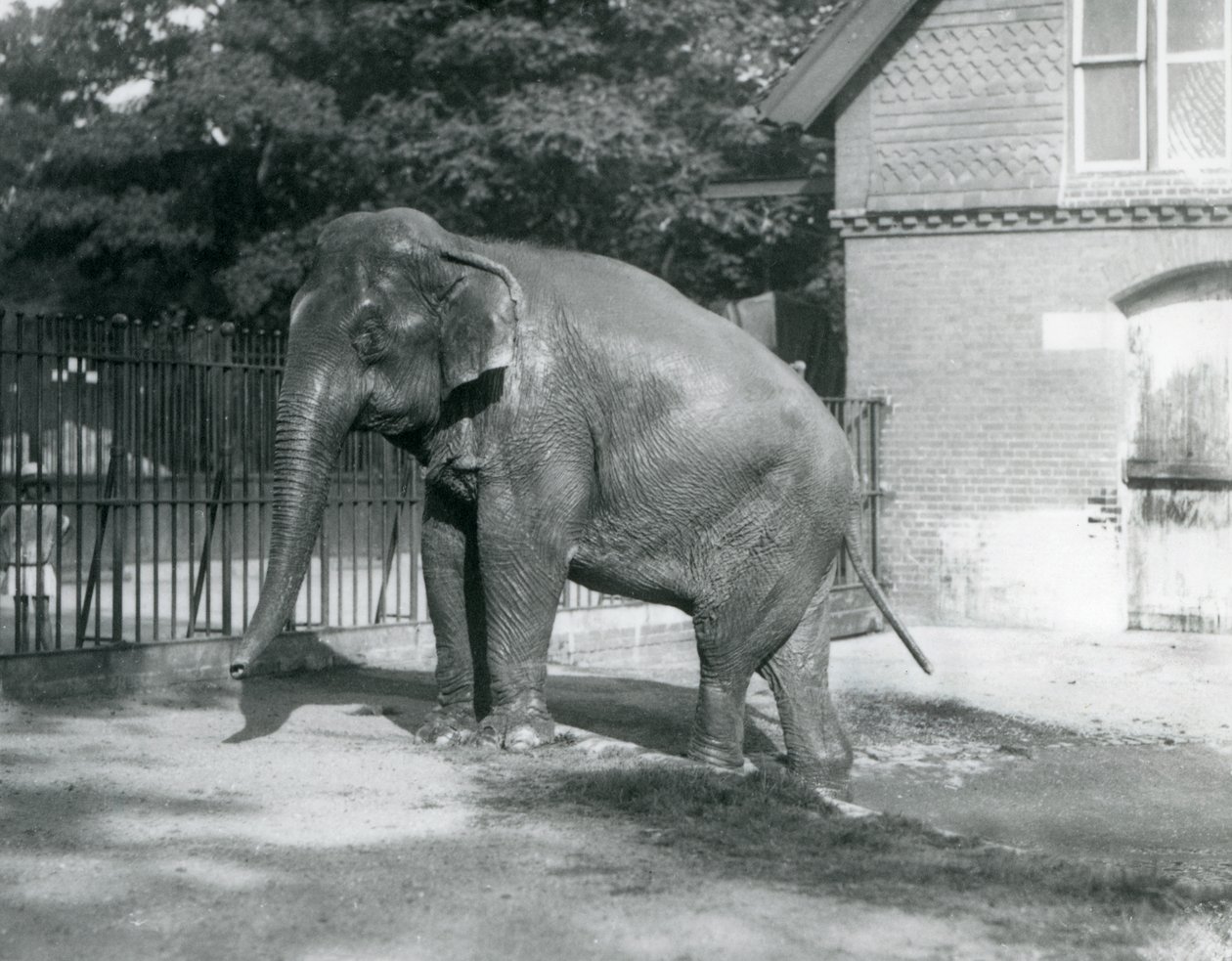 En burmesisk elefant som kliver ut ur en pool i dess inhägnad, London Zoo av Frederick William Bond