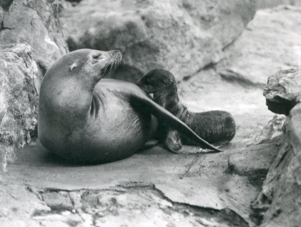 Ett kaliforniskt sjölejon som ammar sin en timme gamla valp, London Zoo, juli 1925 av Frederick William Bond