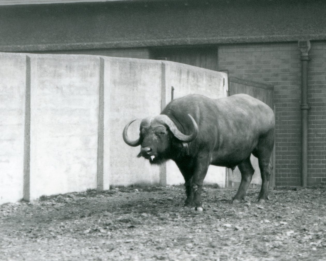 En udd/afrikansk buffeltjur som står på bar jord, bredvid betongväggen i dess inhägnad vid London Zoo 1928 (s/v foto) av Frederick William Bond