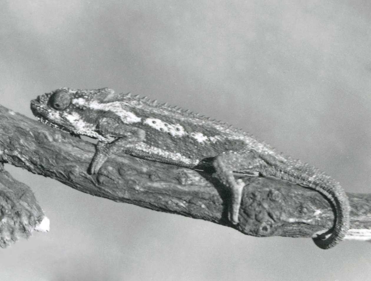 En Cape Dwarf Chameleon som håller i en gren, London Zoo, 1927 av Frederick William Bond