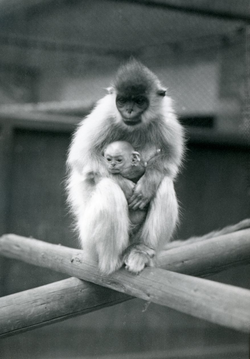 En Capped Langur håller bebis medan han sitter på en balk. London Zoo, 6 oktober 1913 av Frederick William Bond