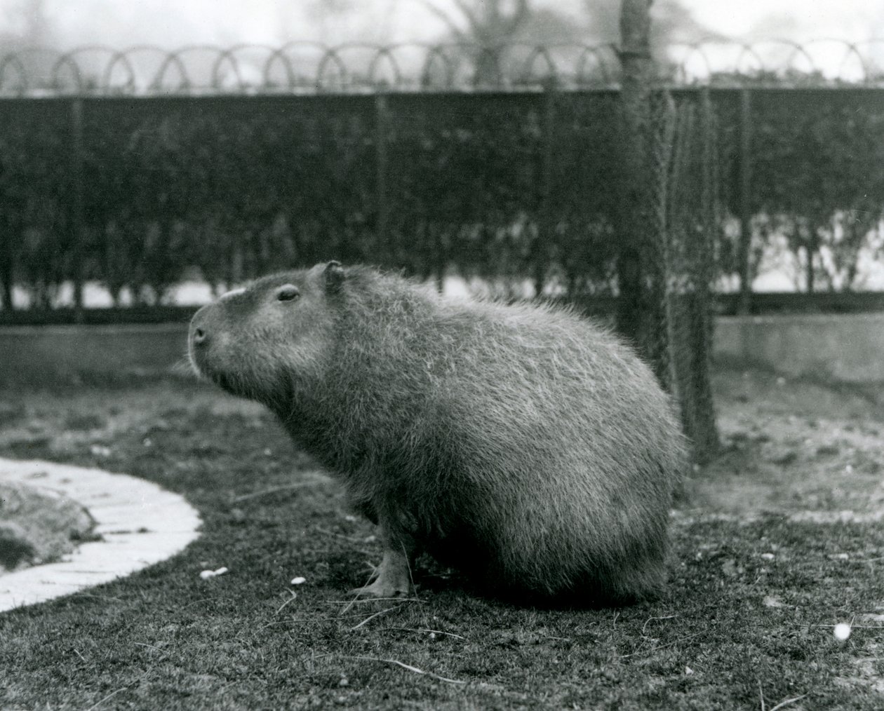 En kapybara som sitter i sin inhägnad på London Zoo i augusti 1927 av Frederick William Bond