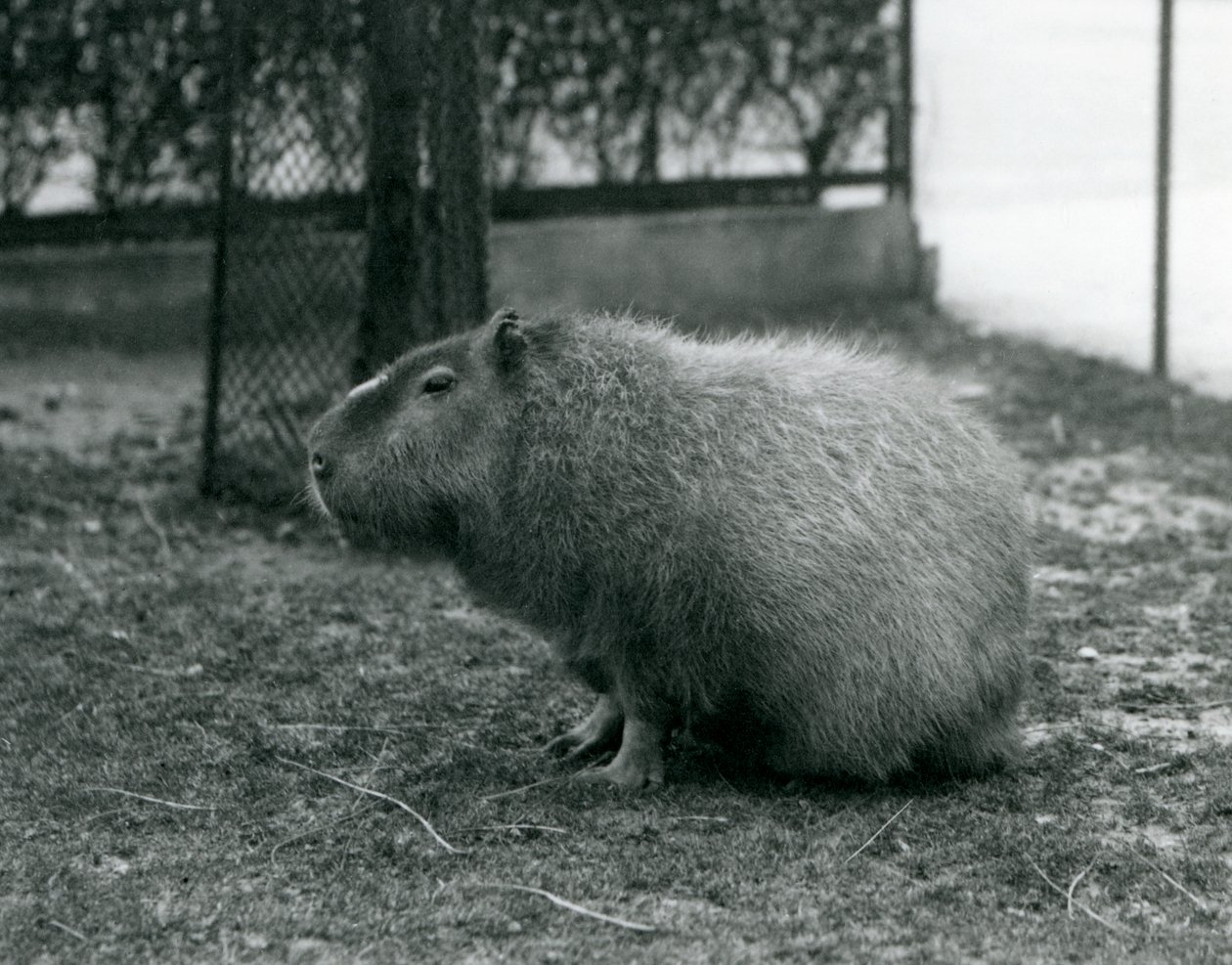 En kapybara som sitter i sin inhägnad på London Zoo i juni 1927 av Frederick William Bond