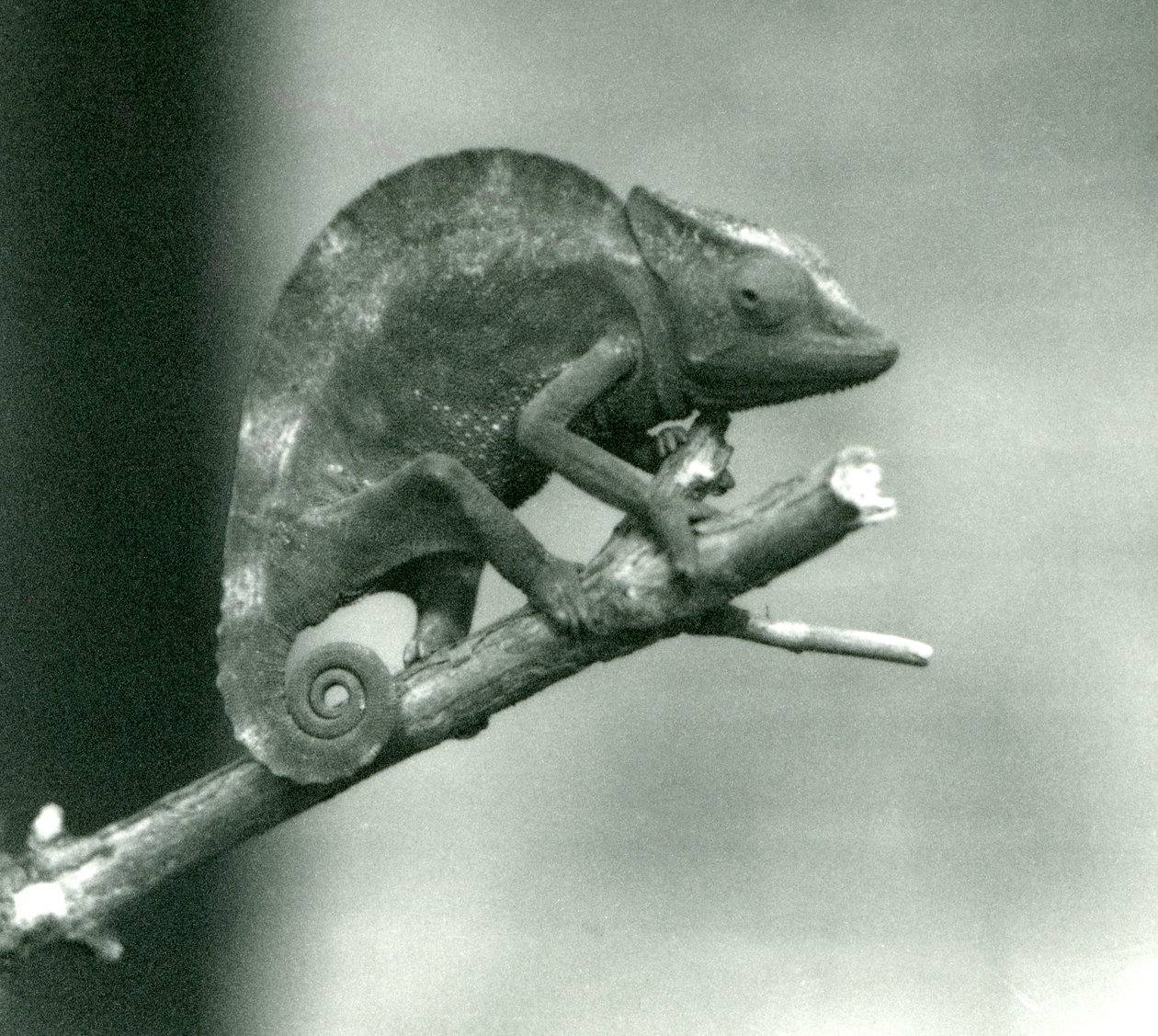 En kameleont som håller i änden av en gren, London Zoo, 1927 av Frederick William Bond