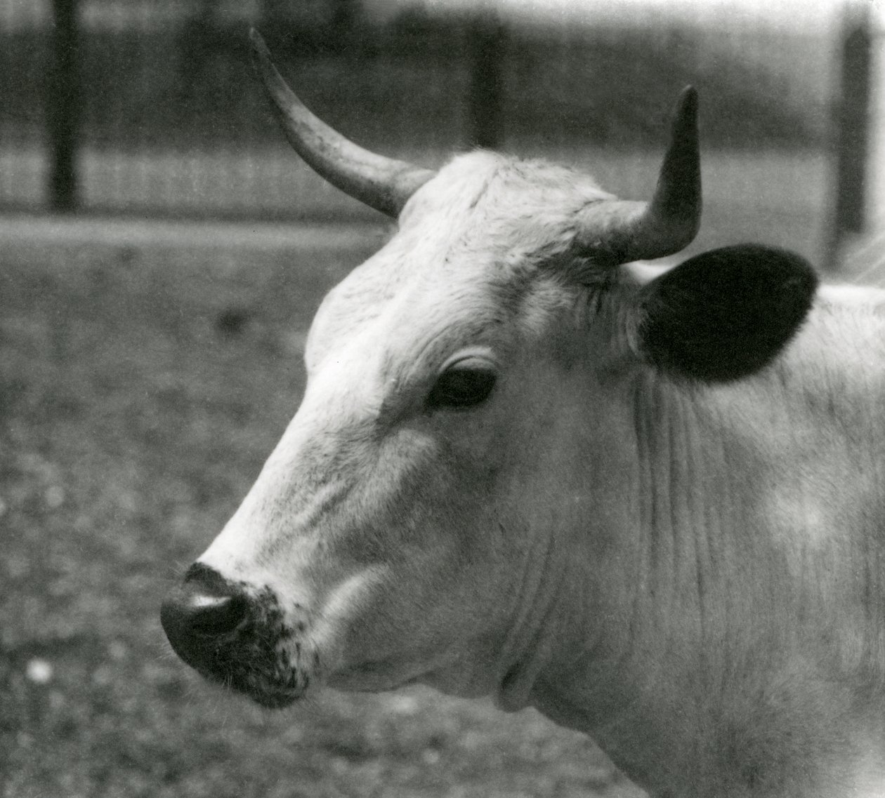 En Chartley-ko på London Zoo, juli 1924 av Frederick William Bond