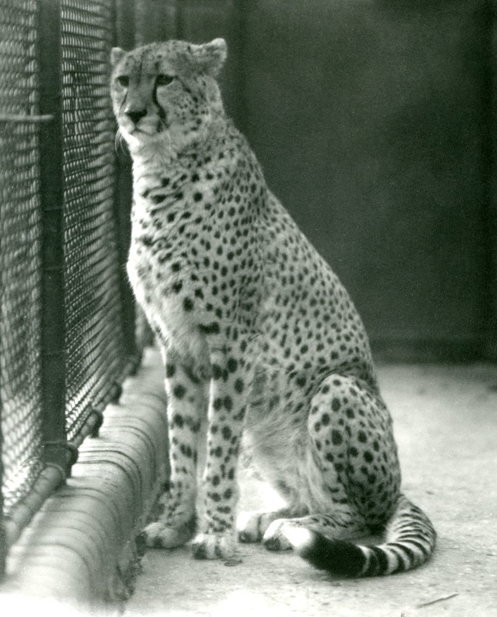 En gepard som sitter i sin inhägnad på London Zoo, oktober 1924 av Frederick William Bond