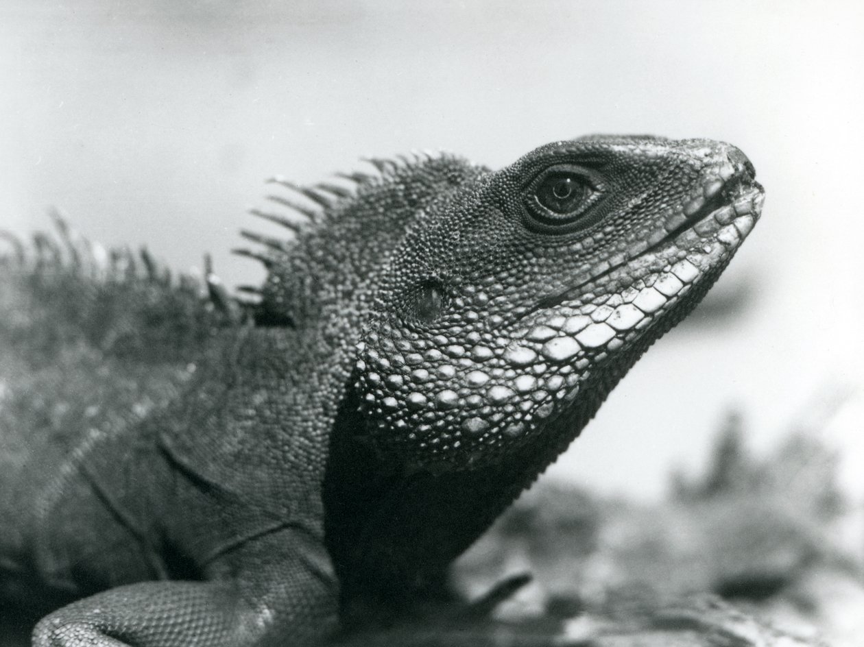 En kinesisk/asiatisk/thailändsk/grön vattendrake på London Zoo i augusti 1928 (s/v foto) av Frederick William Bond