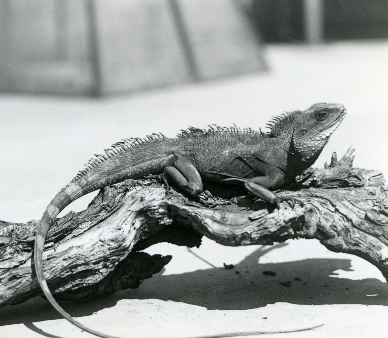 En kinesisk/asiatisk/thailändsk/grön vattendrake vilande på en stock på London Zoo 1928 (s/v foto) av Frederick William Bond