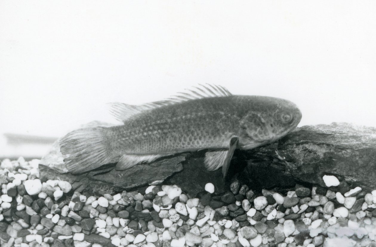 En klätterabborre vilar på stenar och grus i botten av sin tank, i vatten på London Zoo i september 1928 av Frederick William Bond