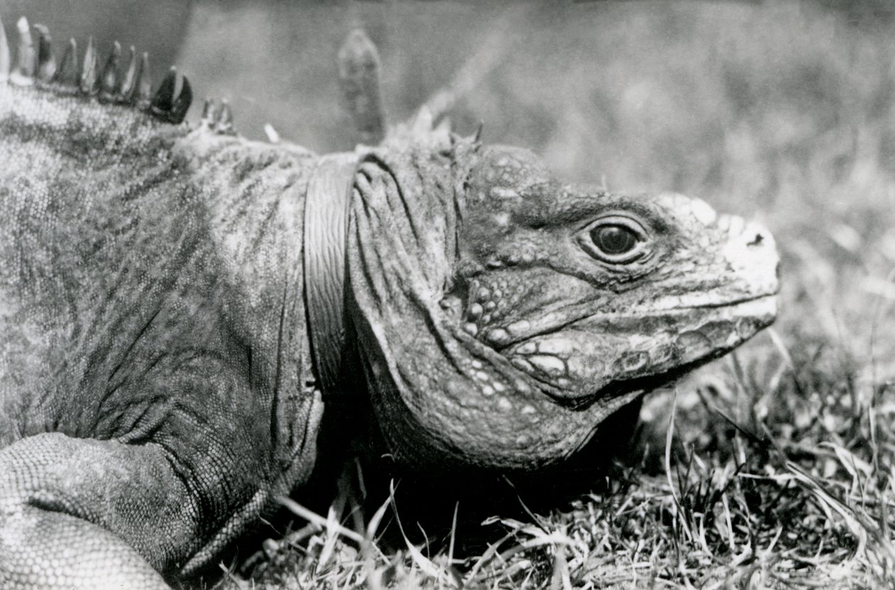 En molnig stenleguan Methuselah, klädd i krage, går på en gräsmatta på London Zoo, juli 1924 av Frederick William Bond